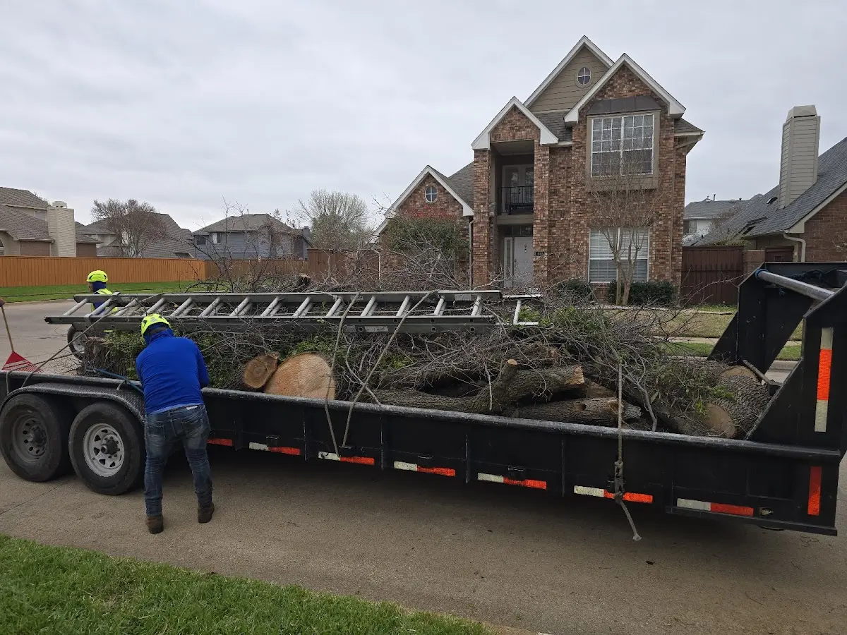 Expert Tree Fertilization with proper safety equipment in Calexico